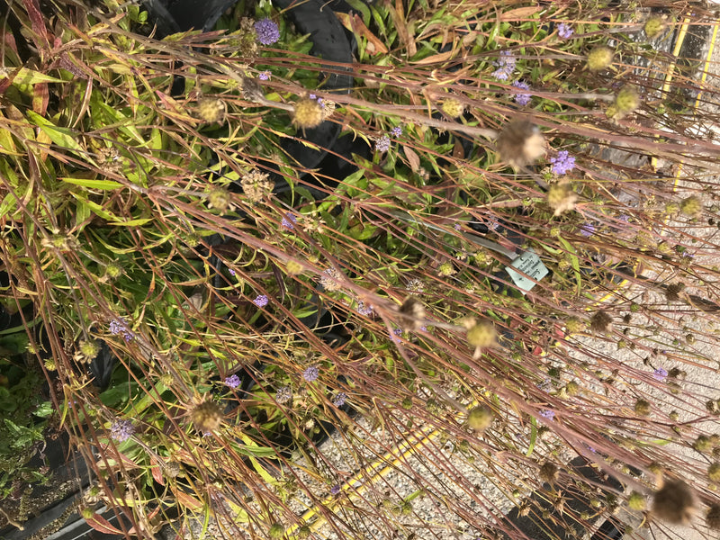 Si vedono diversi esemplari di vedovina selvatica con le loro caratteristiche infiorescenze in un ambiente naturale.