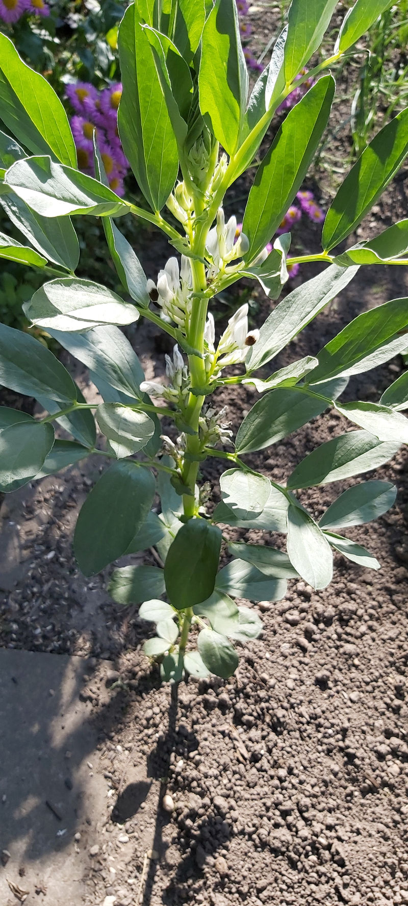 Si vede una pianta di fava a portamento eretto con foglie robuste e fiori bianchi. La pianta si trova in terreno da giardino nudo.