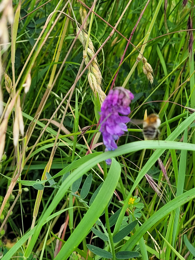 Un calabrone delle campagne vola verso una spiga di fiori viola in erba alta e vegetazione di prato.