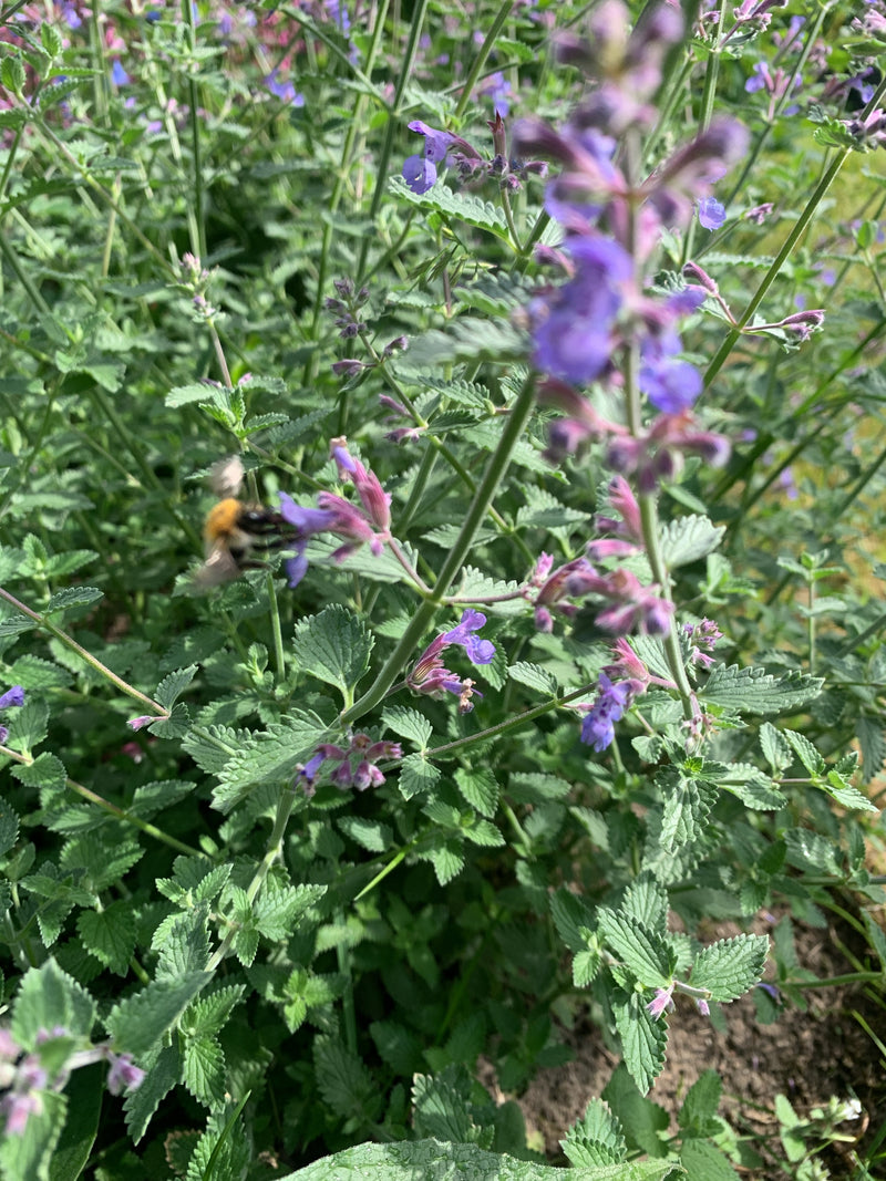 Un bombo dei prati vola vicino a fiori viola in fiore e raccoglie nettare. L'ambiente mostra steli e foglie verdi.