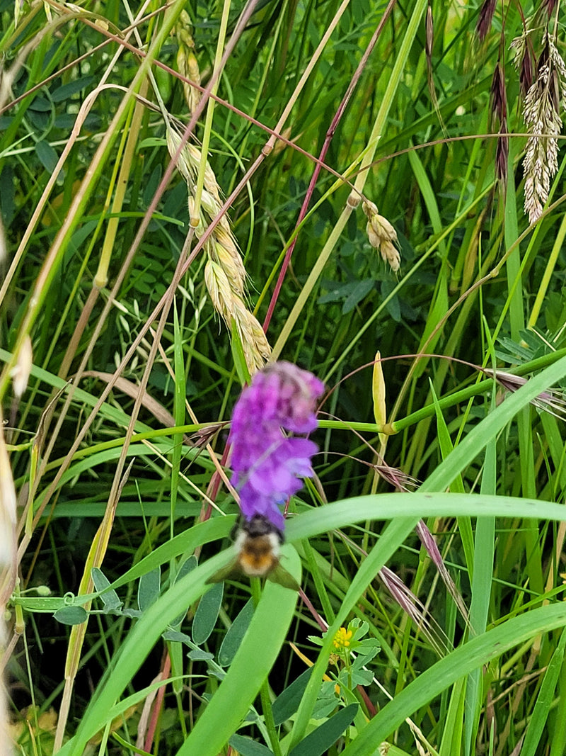 Un bombo si trova su un fiore viola, circondato da erba alta e densa. La prospettiva mostra l'insetto dall'alto nel prato.
