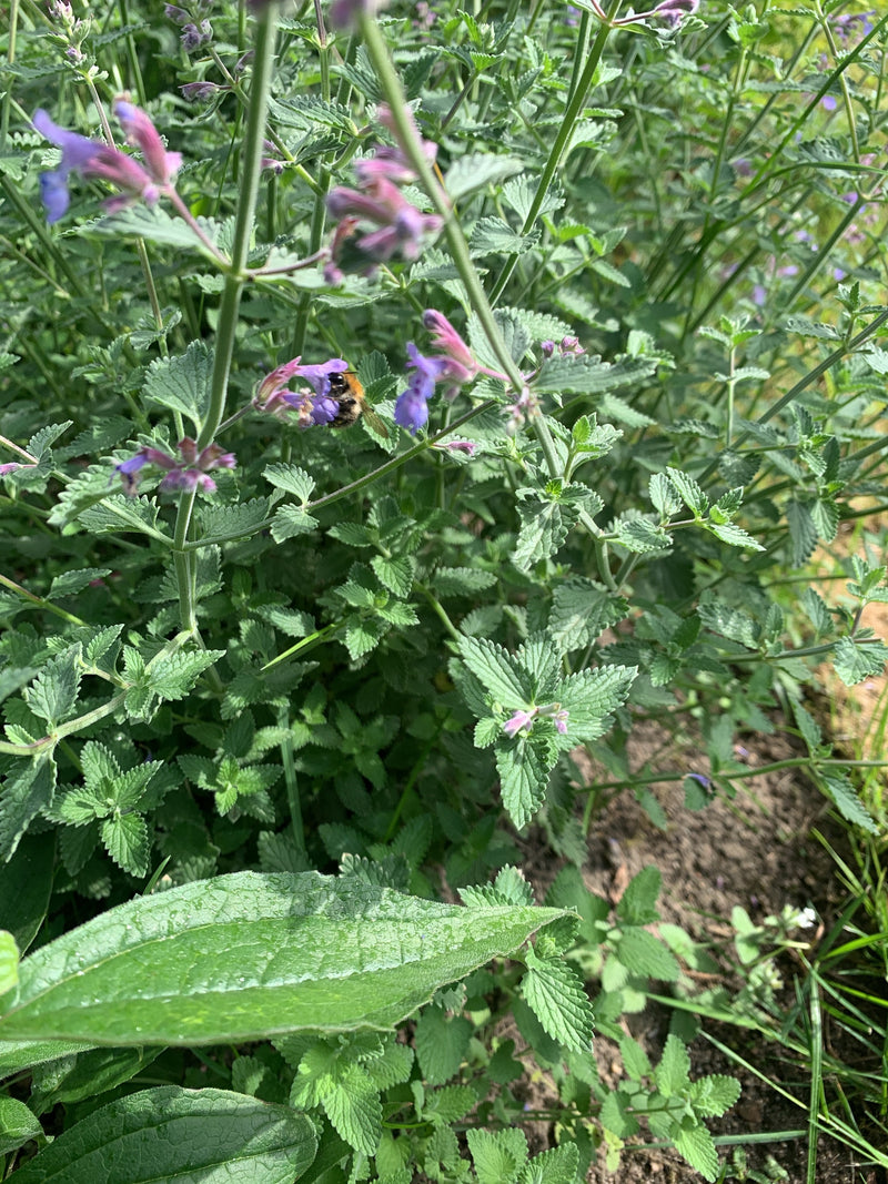 Un bombo dei prati si posa su un fiore viola e raccoglie nettare. Lo scatto mostra l'insetto in mezzo a piante verdi.