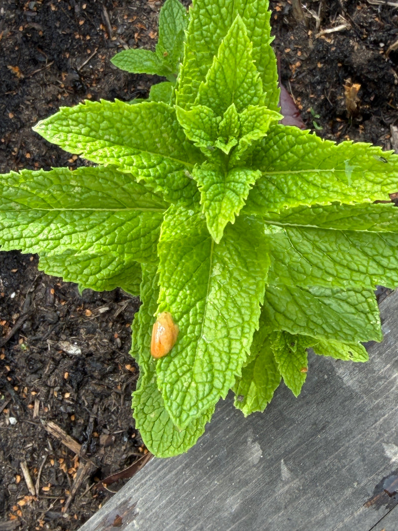 Menta di campo — Bild 1