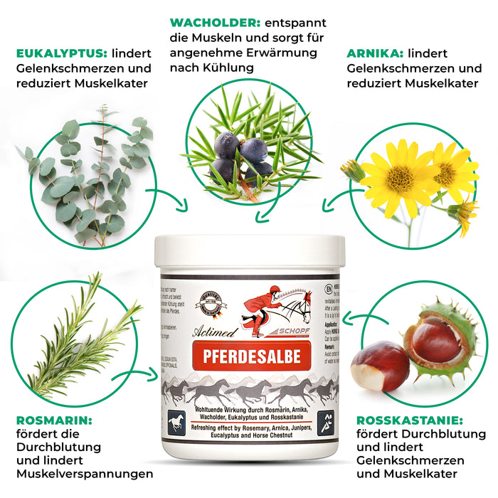 Unguento per cavalli attivato con arnica: cura rinfrescante per i muscoli del cavallo stressati