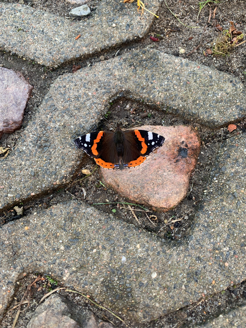 ammiraglio — foto 3 di 21