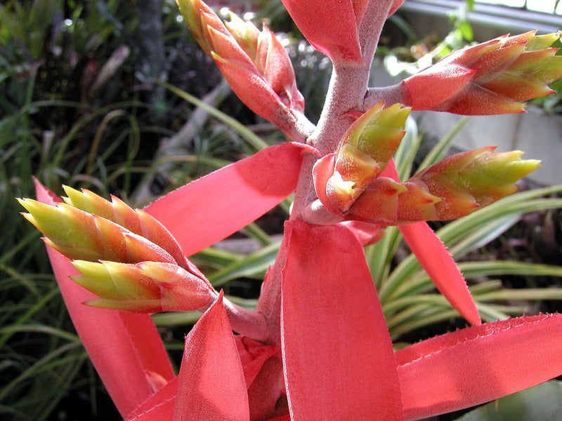 Aechmea — foto 1 di 1