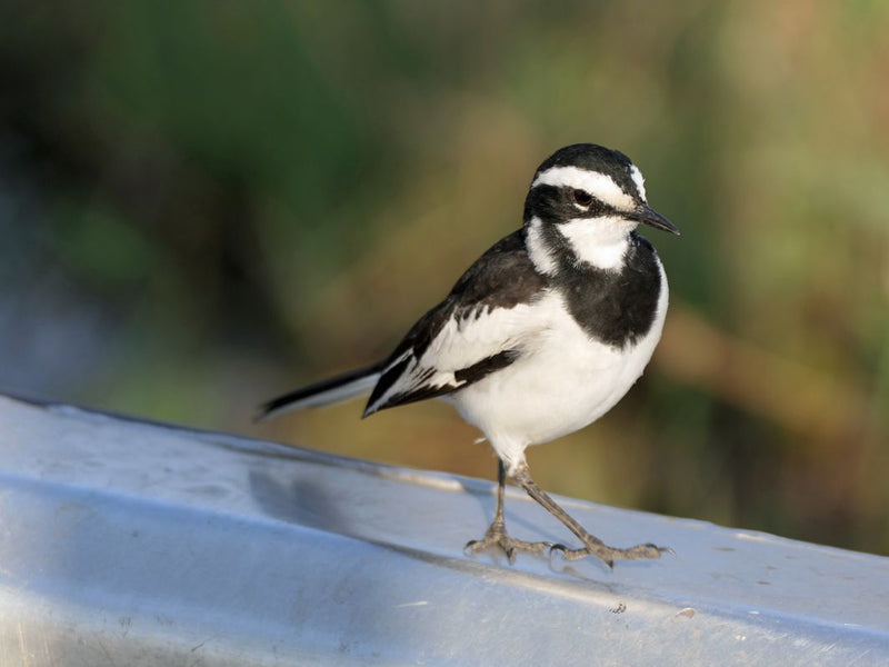 Afrikanische Bachstelze — foto 1 di 1