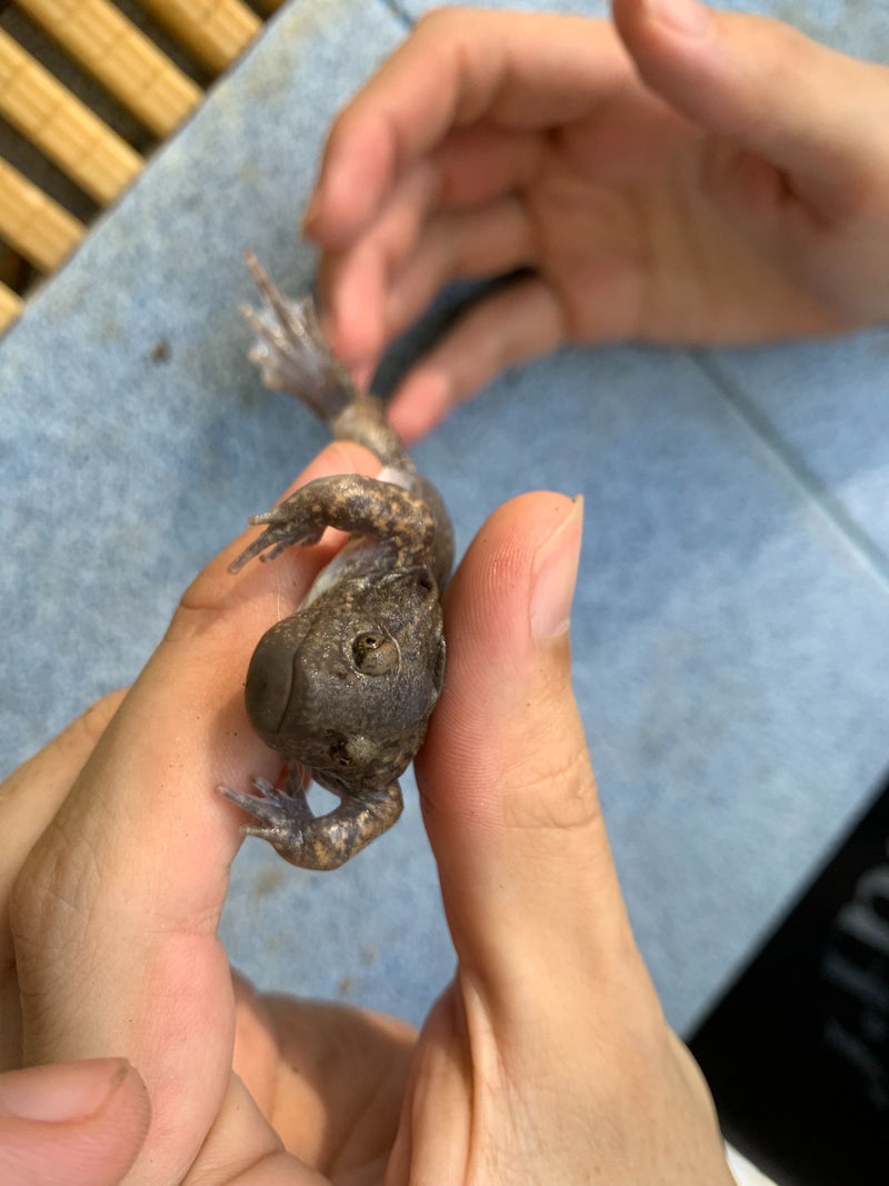 Afrikanischer Krallenfrosch — foto 2 di 2