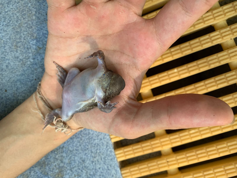 Uno xenopo liscio è adagiato sul dorso sul palmo di una mano umana.