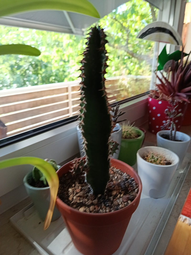 Albero del latte africano — Bild 1
