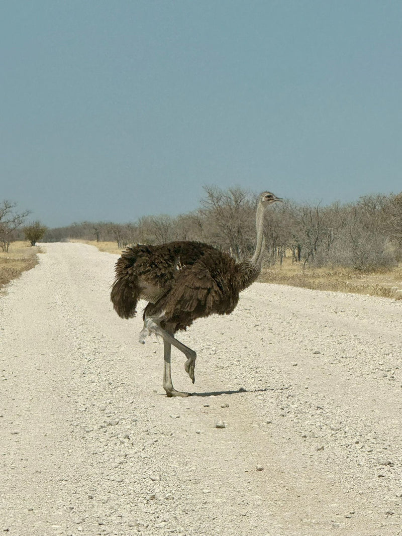 Uno struzzo comune cammina su una strada sterrata chiara in un paesaggio di savana arida.