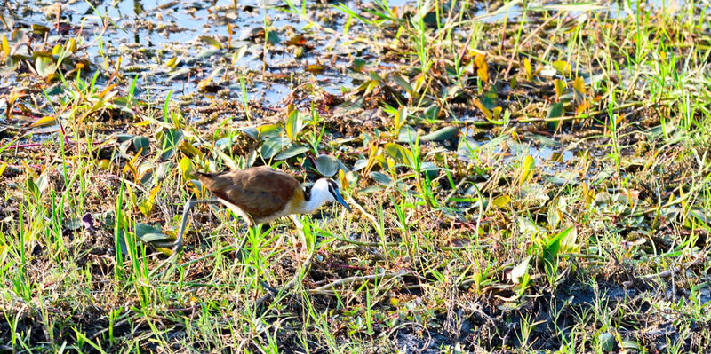Una jacana africana cammina tra la densa vegetazione ripariale e galleggiante.