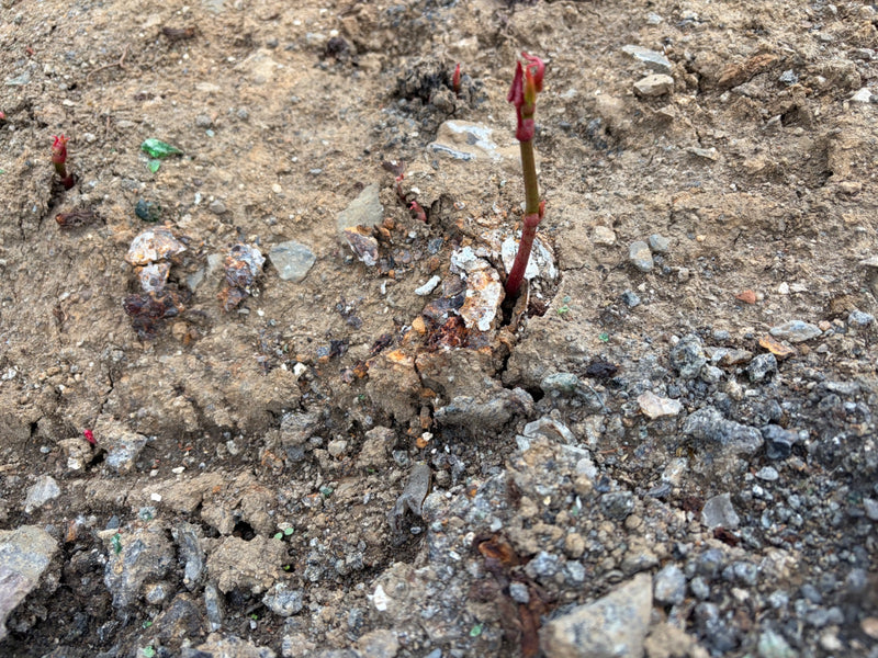 acero — Bild 1