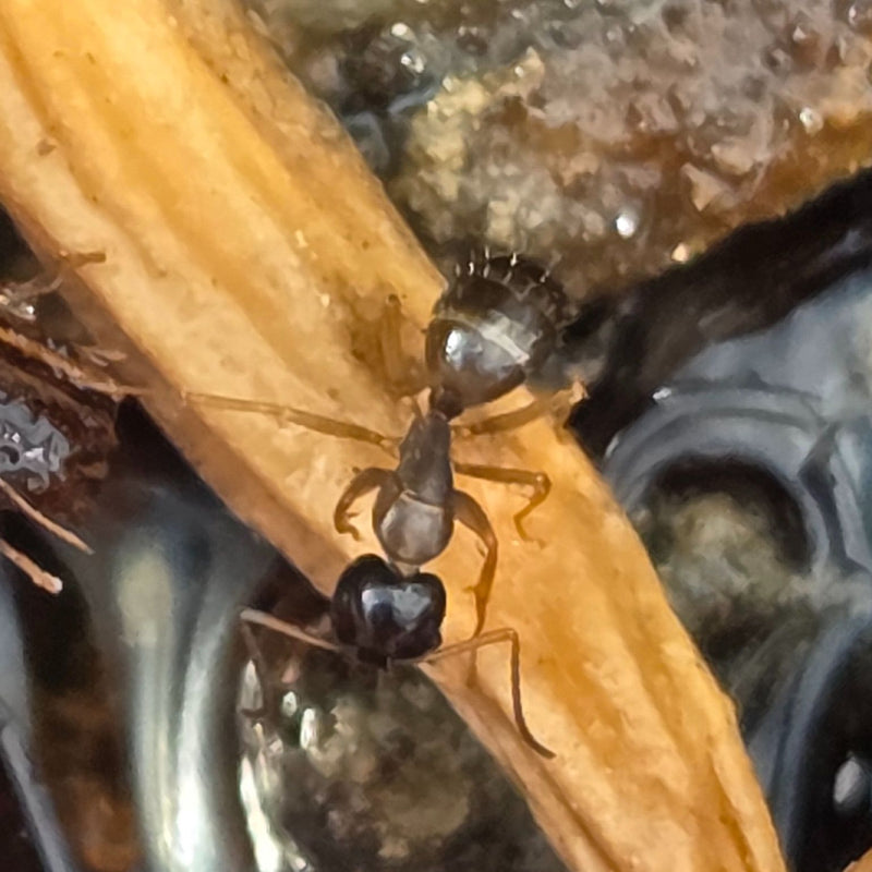 Formica acrobata — Bild 1