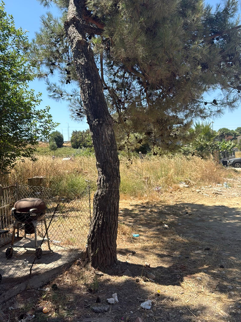 Si vede un pino d'Aleppo adulto con tronco inclinato e una fitta chioma di aghi. L'albero si trova su un terreno asciutto vicino a una recinzione.