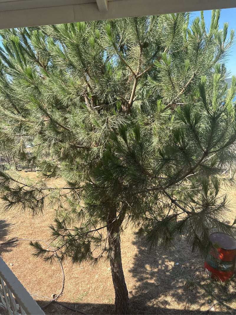 È visibile un pino d'Aleppo adulto con una caratteristica struttura dei rami e aghi verdi. L'albero si trova all'aperto su terreno asciutto.