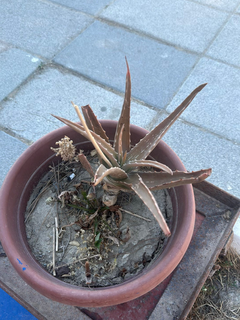 aloe — Bild 2