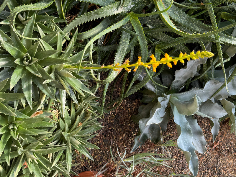 Rosette succulente e spinose di un'aloe con un'infiorescenza gialla, viste dall'alto.