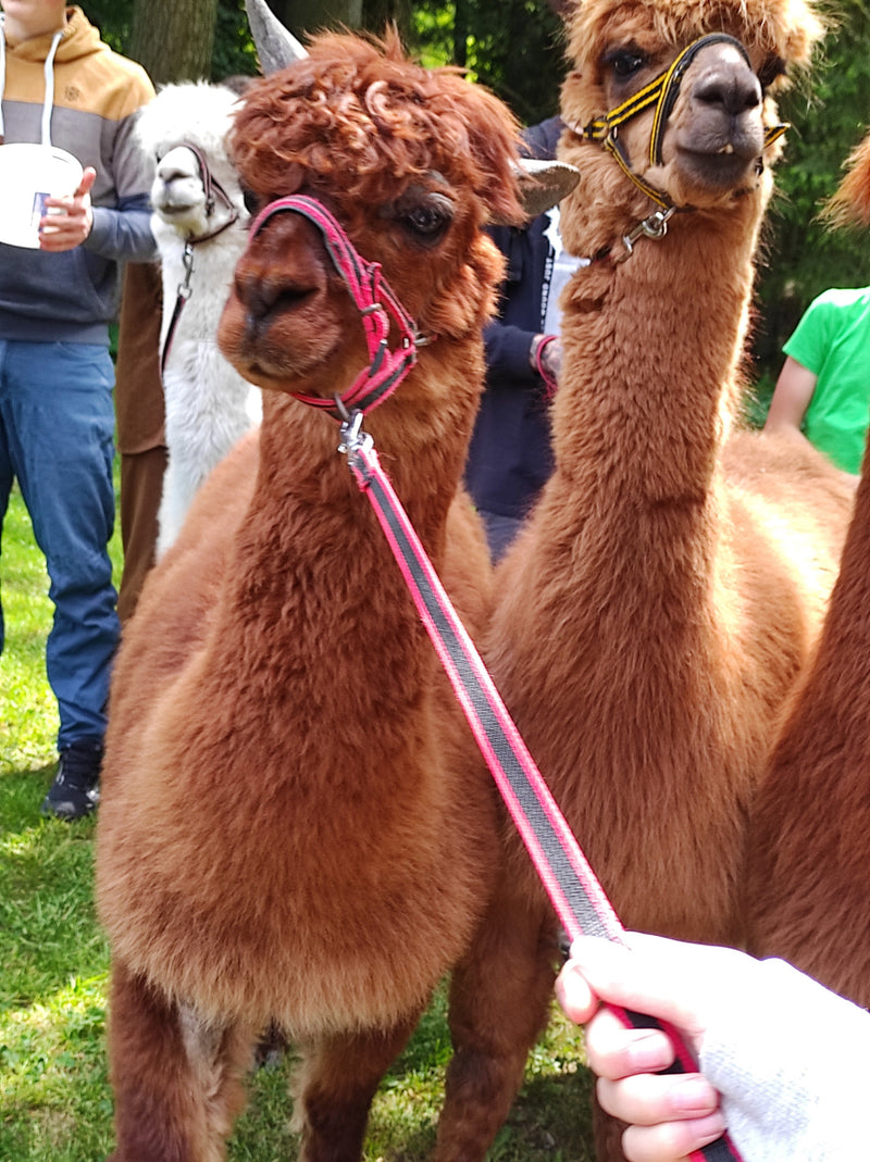 alpaca — Bild 1