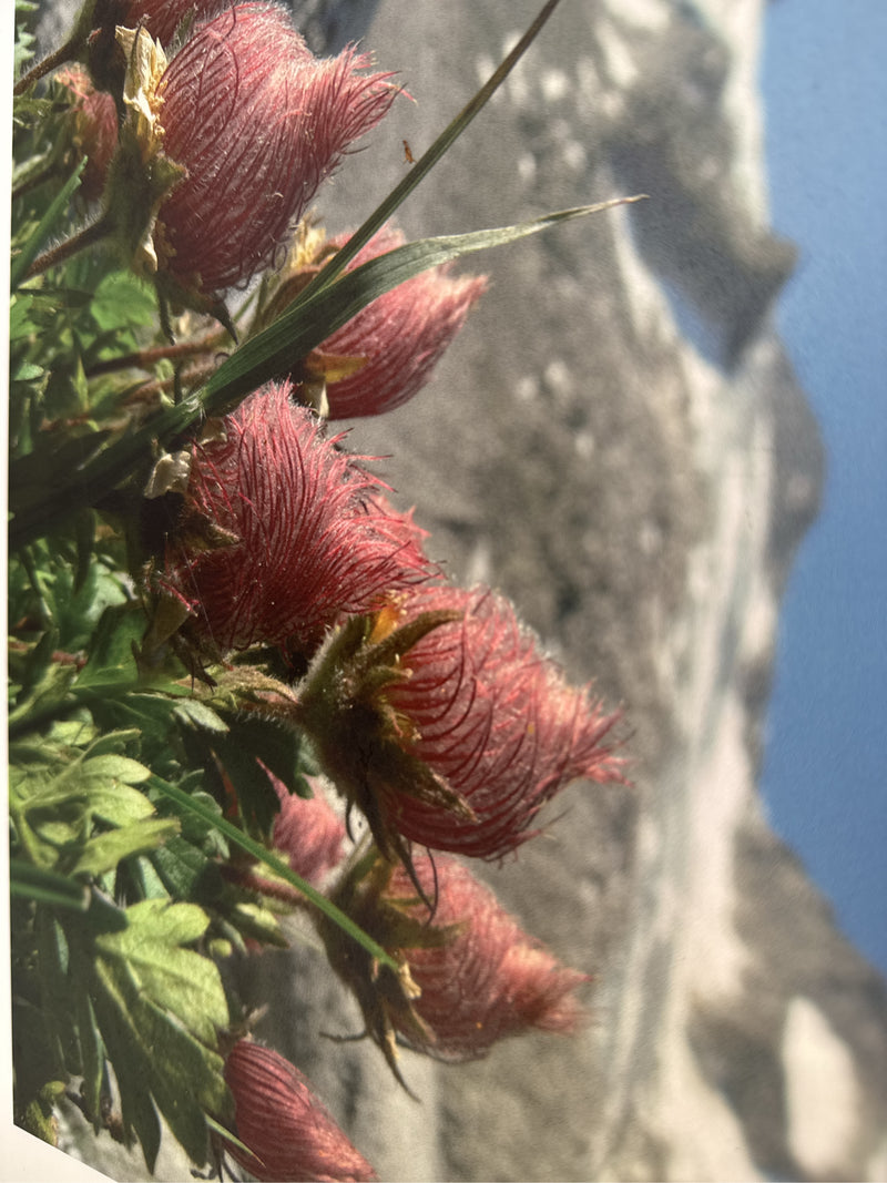 Passiflora alpina — Bild 1