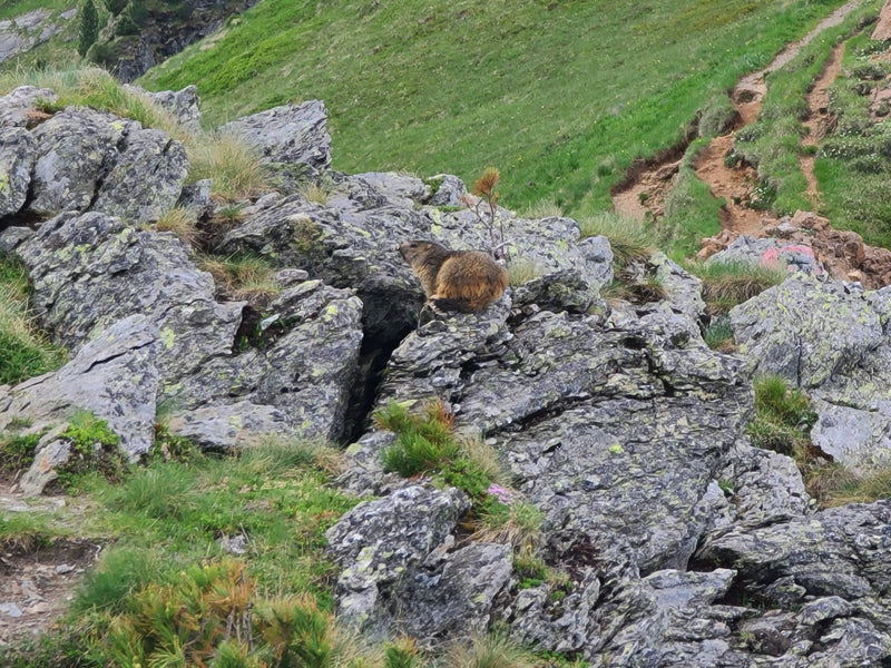 Marmotta alpina — Bild 1