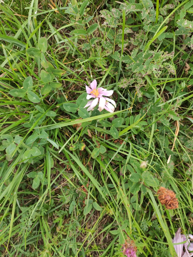 Alsike-Klee — foto 1 di 1