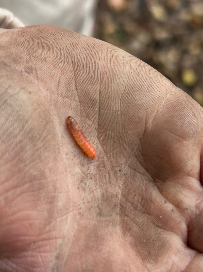 Una larva rossastra e arancione di thanasimus formicarius riposa sul palmo di una mano umana. Il piccolo insetto è ben visibile.