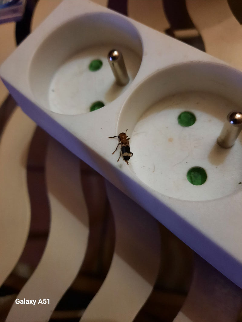 Un Thanasimus formicarius cammina sul bordo di una ciabatta elettrica bianca.