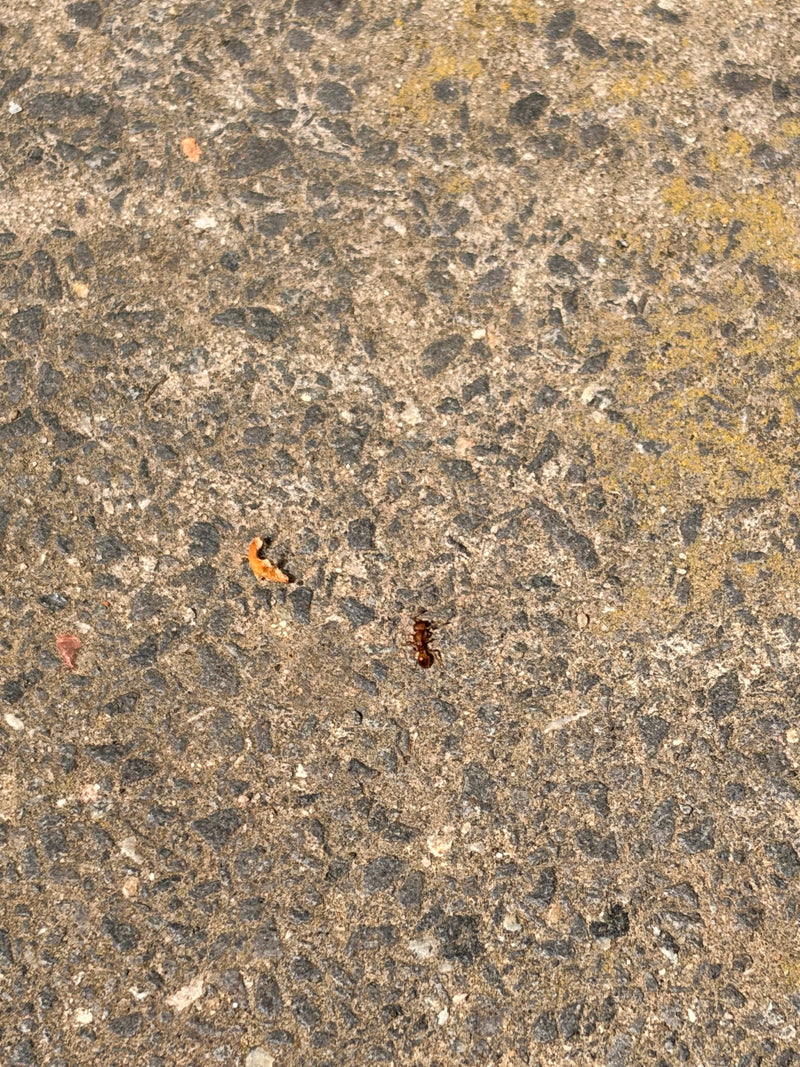 Una singola formica marrone cammina su una superficie ruvida di asfalto o cemento.