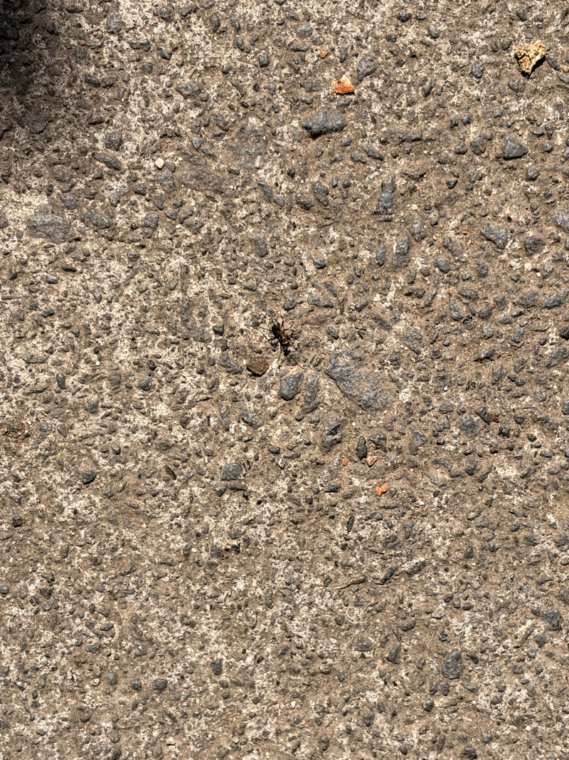 Una singola formica cammina su una superficie di asfalto ruvida, vista dall'alto.