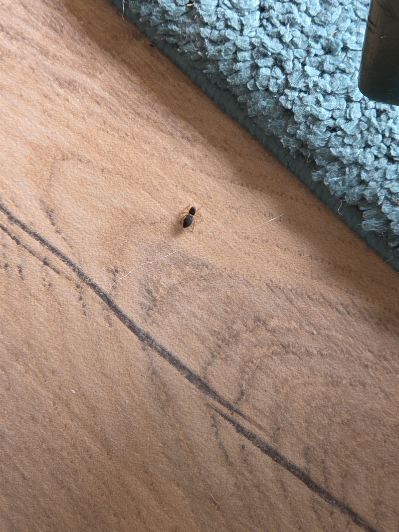 Ragno saltatore della formica — Bild 5