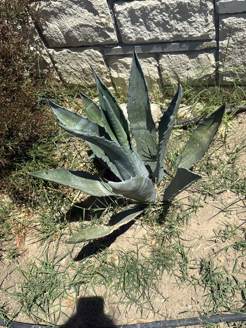 Agave americana — Bild 2