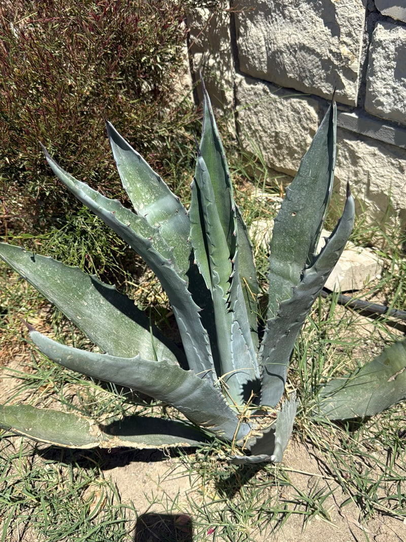 Agave americana — Bild 3