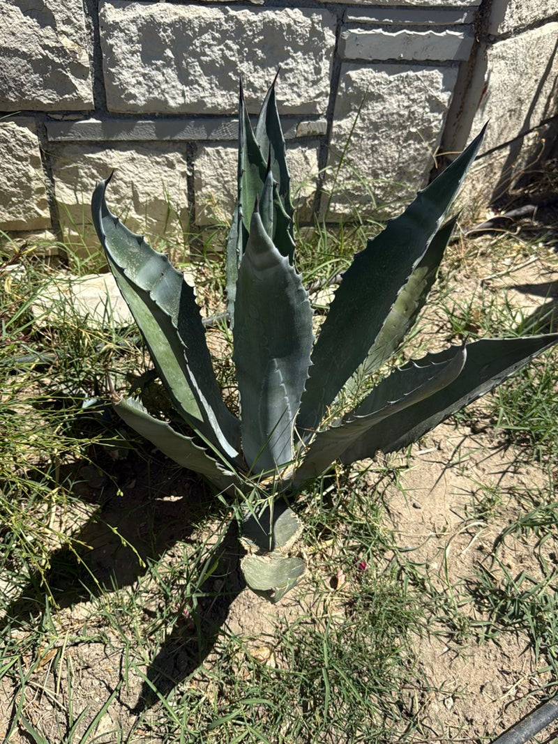Agave americana — Bild 1