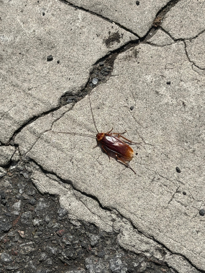 Un blattodeo americano è chiaramente visibile su un pavimento di cemento chiaro. L'insetto mostra la sua tipica colorazione marrone rossastra e le lunghe ant...