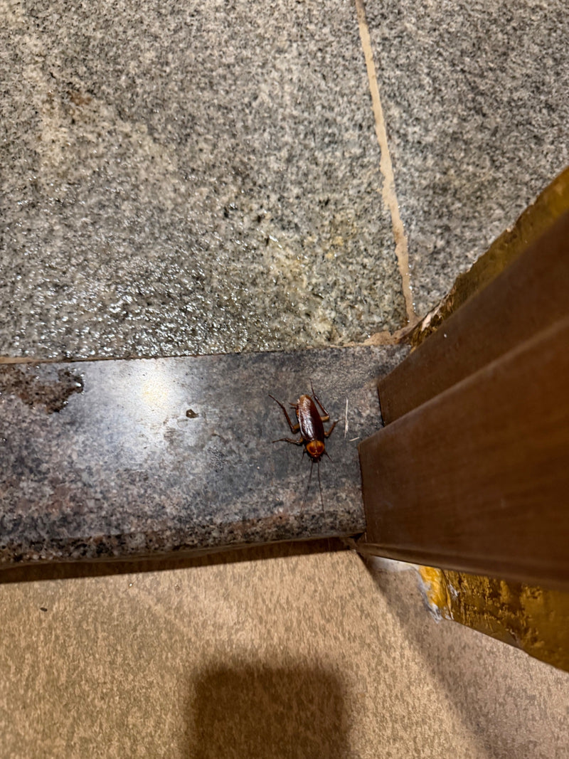 Un blattoide americano cammina su un pavimento in pietra piastrellato all'interno di un edificio. L'insetto è chiaramente visibile.