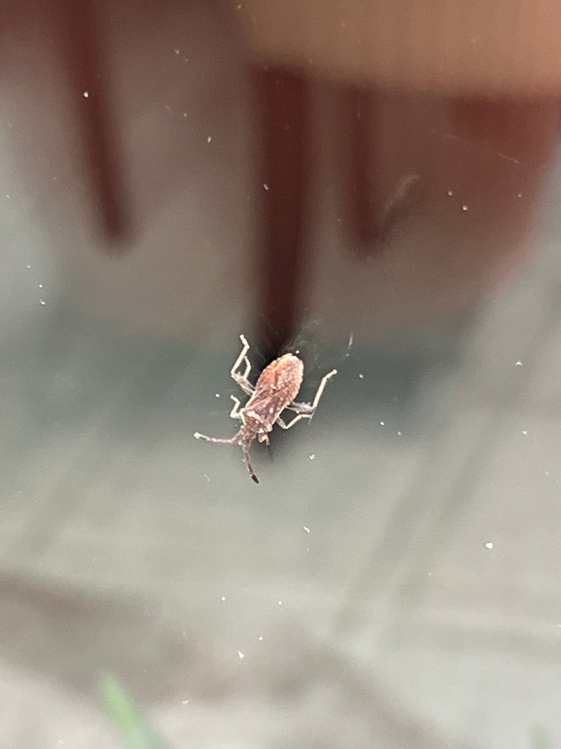 Cimice del pino americano — Bild 1