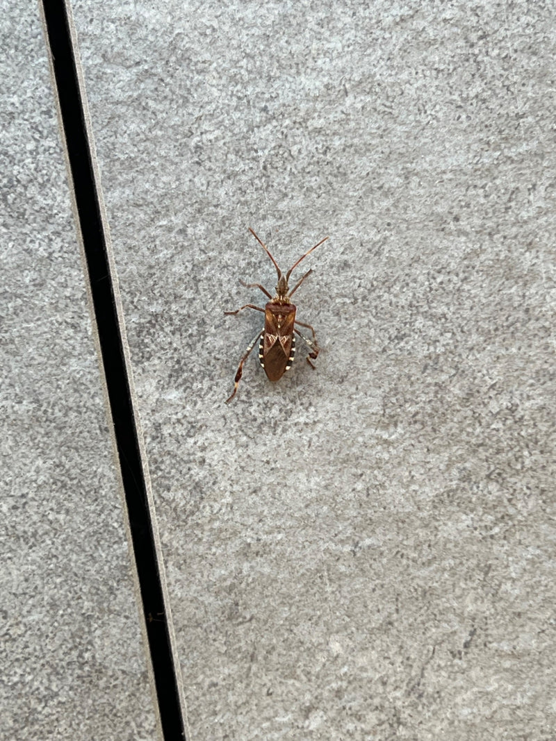 Una cimice dei pini adulta riposa vista dall'alto su una superficie piastrellata grigia.