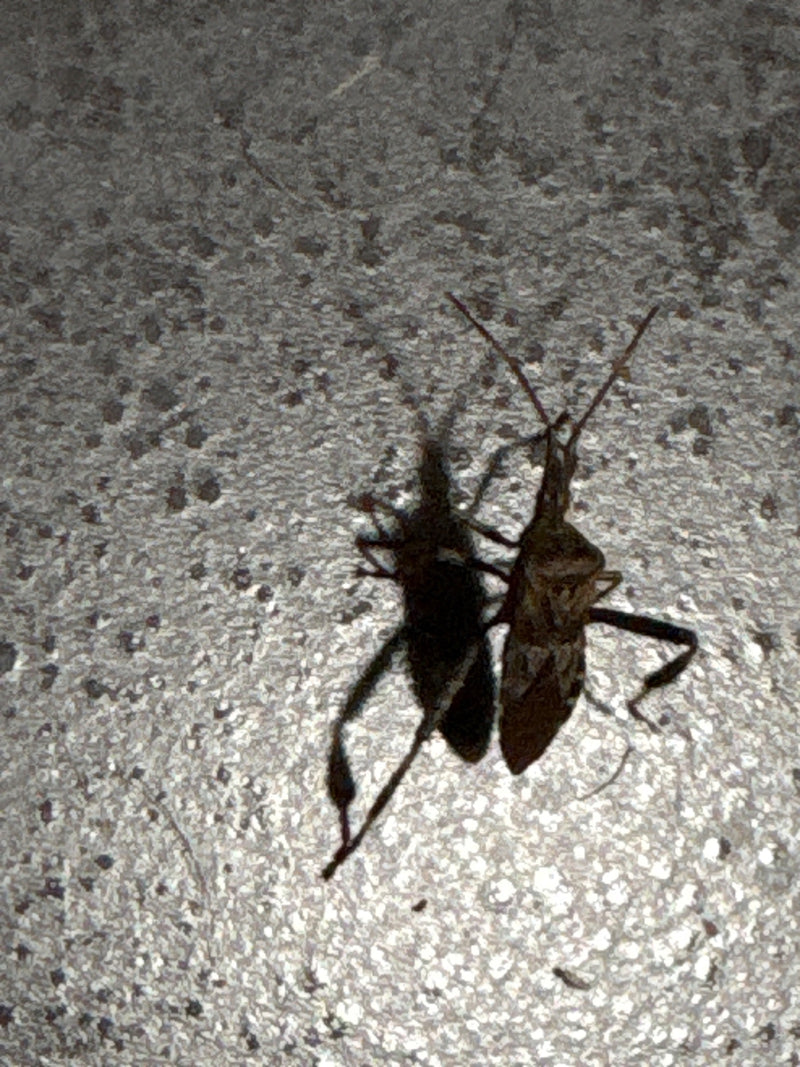 Una cimice dei pini poggia su una superficie granulosa, proiettando un'ombra distinta.