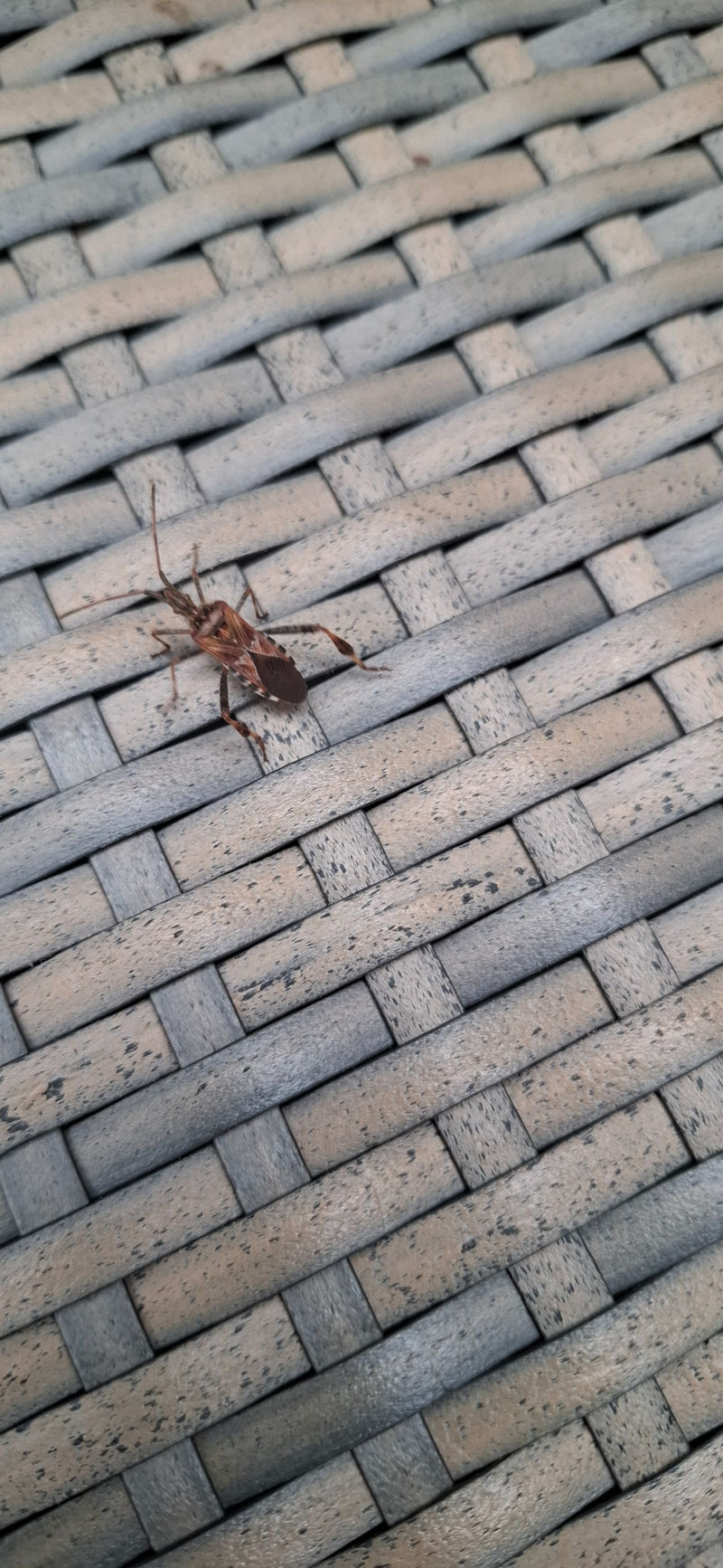 Una cimice dei pini occidentale adulta poggia su una superficie intrecciata grigia.