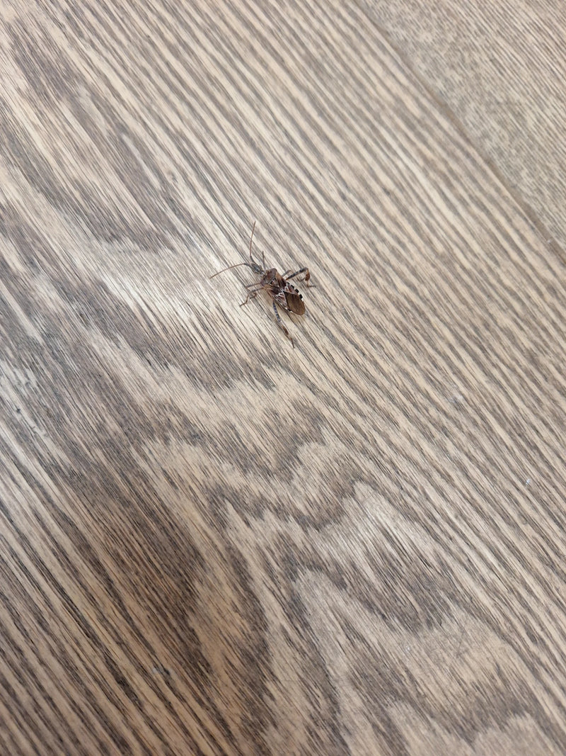 Una cimice dei pini americana poggia su un pavimento in legno chiaro.