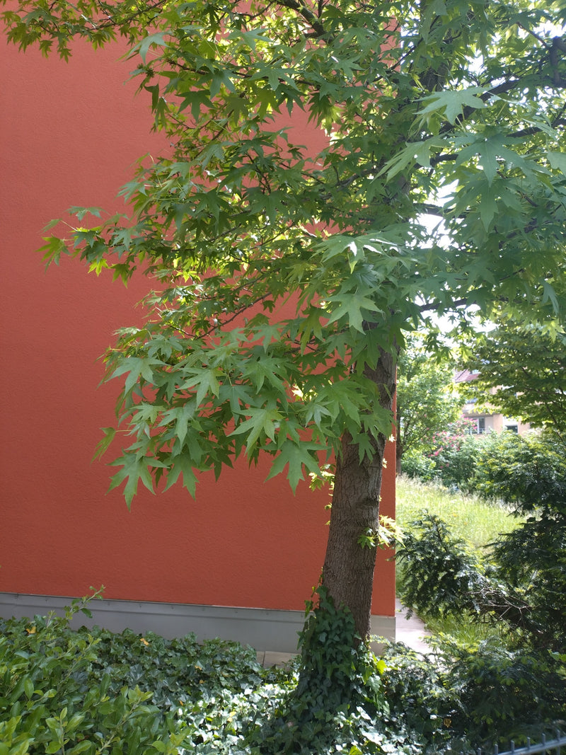 Albero della gomma dolce — Bild 1