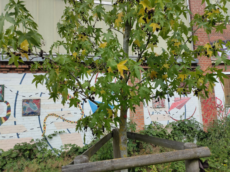 L'immagine mostra un giovane albero di liquidambar con caratteristiche foglie a stella e alcuni frutti spinosi. Si trova davanti a una parete chiara con graf...