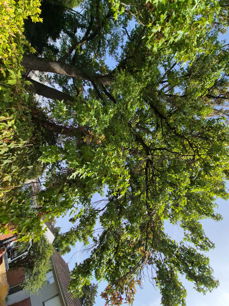Si vede la chioma verde di un acero americano maturo dal basso contro il cielo azzurro. Le caratteristiche foglie a stella sono chiaramente riconoscibili.