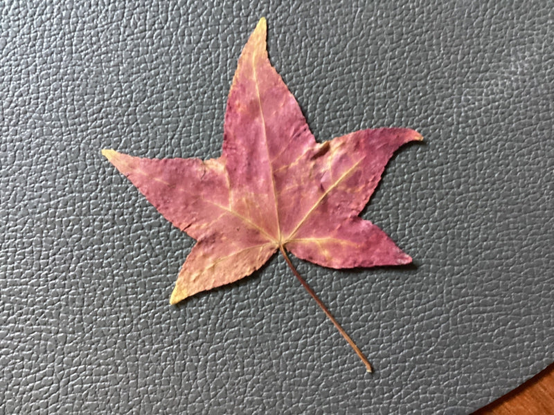Una singola foglia autunnale rossastra di liquidambar poggia su una superficie grigia e ruvida.
