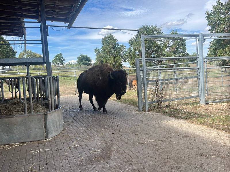 Amerikanischer Bison — foto 1 di 1