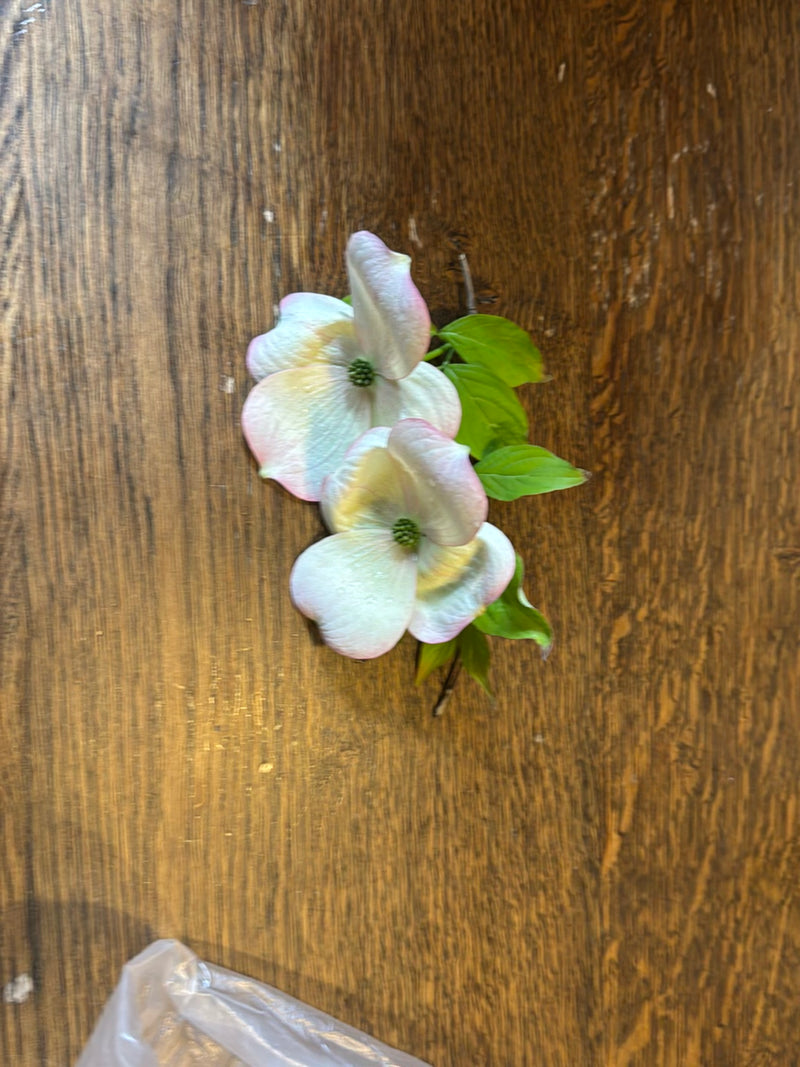 Corniolo americano da fiore — Bild 1