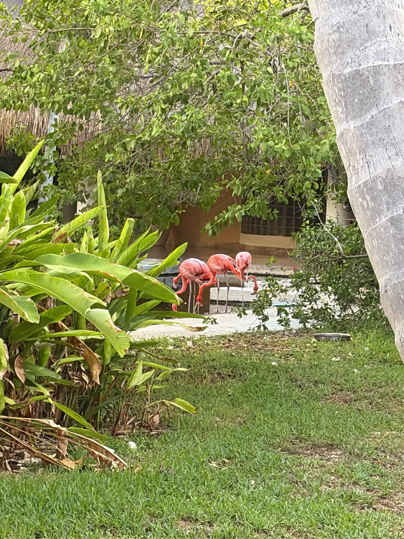 Amerikanischer Flamingo — foto 1 di 1