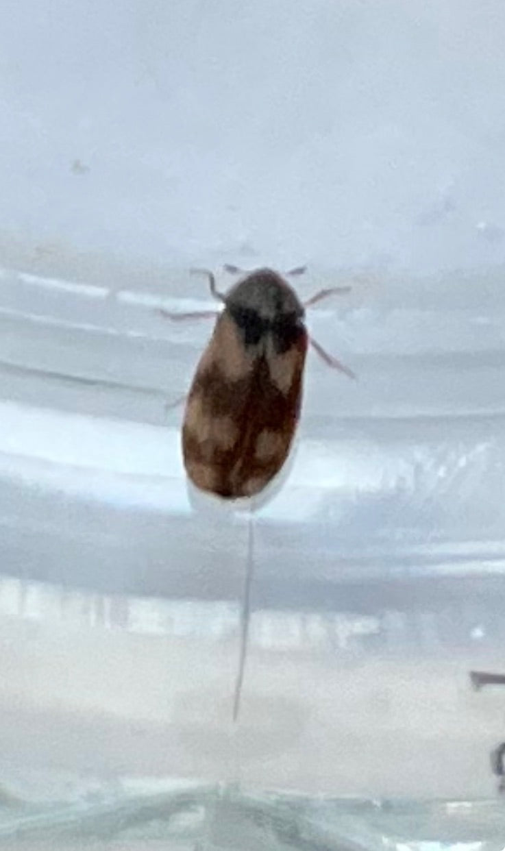 Scarabeo vespa americano — Bild 1