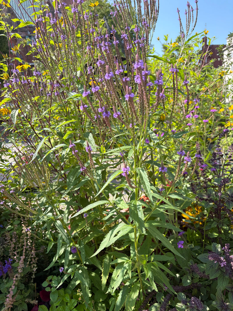 Verbena americana — Bild 1